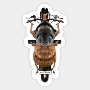 Weevil Knievel Sticker